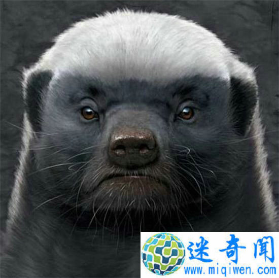 平头哥横扫非洲大草原 小小蜜獾竟然敢和狮子叫板!