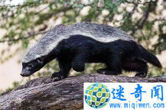 平头哥横扫非洲大草原 小小蜜獾竟然敢和狮子叫板!