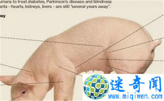 ��������ֲ��������ʵ�� �������ӡ��������ܳ��棡