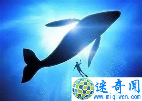 粉鲸游戏是什么?粉鲸游戏50指令规则传递正能量