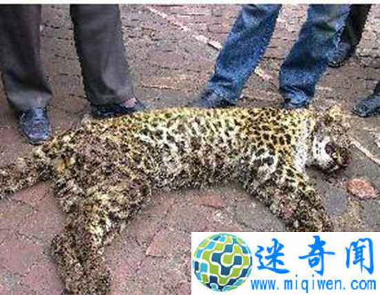 公路现死亡金钱豹 场面血腥无法直视!