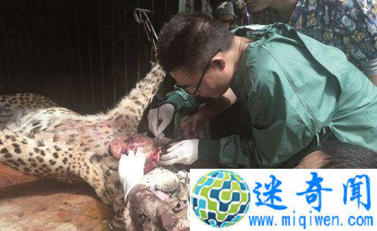 公路现死亡金钱豹 场面血腥无法直视!