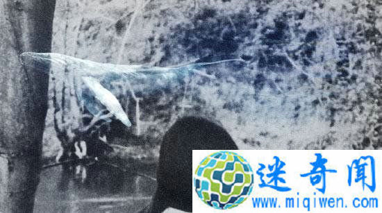 蓝鲸游戏疑传入云南彝良 蓝鲸游戏如何诱人自杀?