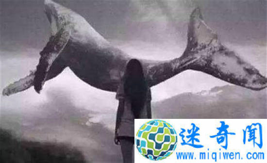 蓝鲸游戏50指令诱人自残自杀 粉鲸游戏能否拯救?