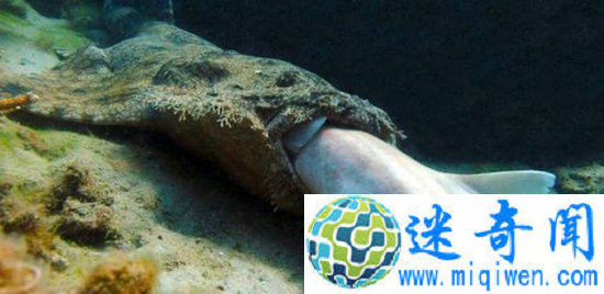 科学家拍到惊人一幕!鲨鱼吃鲨鱼见过没?