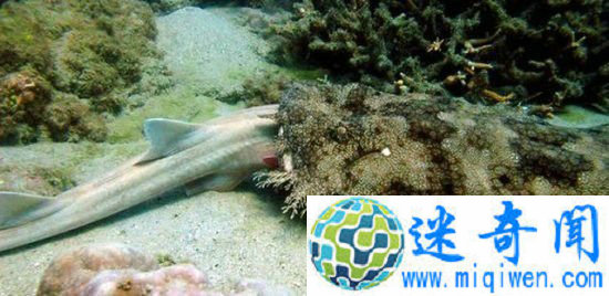 科学家拍到惊人一幕!鲨鱼吃鲨鱼见过没?