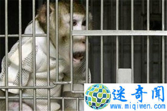 大师兄移植了二师兄的心脏 活了两年以上