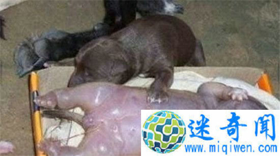 母狗生下人形怪孩 疑为人狗的产物