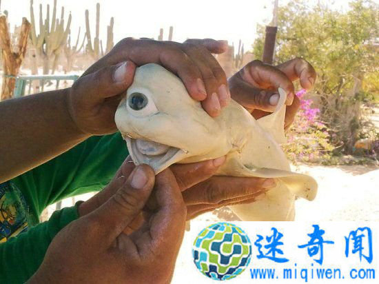 全球最瘆人先天变异怪兽 渔民捕获“独眼”鲨鱼