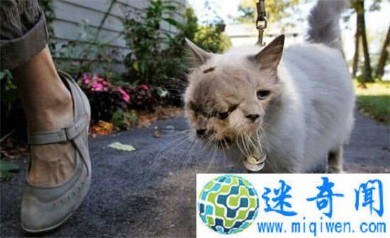 全球最瘆人先天变异怪兽 渔民捕获“独眼”鲨鱼