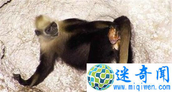 ����!Ұ������Ϊͬ�������Ƭ�ع�