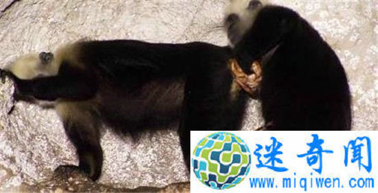 ����!Ұ������Ϊͬ�������Ƭ�ع�