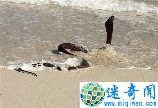 2�׳��ƽ��۾��߾��ֺ�̲ ��ɵ�ο�