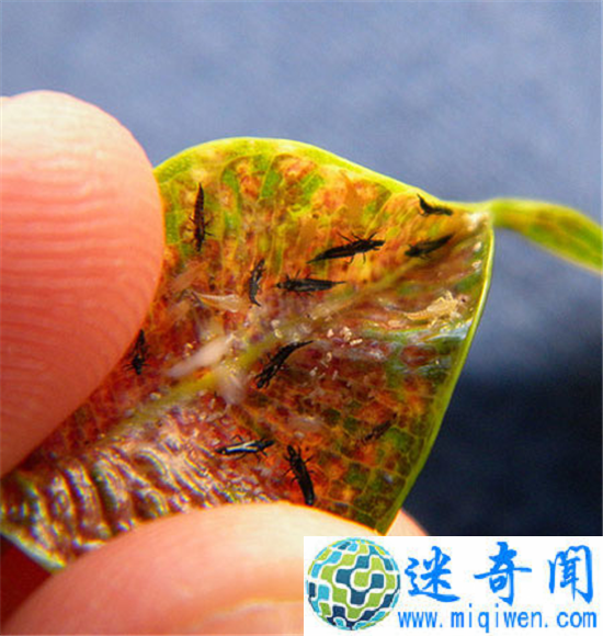 С��!��Щ���ĵĳ�������ÿ�춼�ڳ�