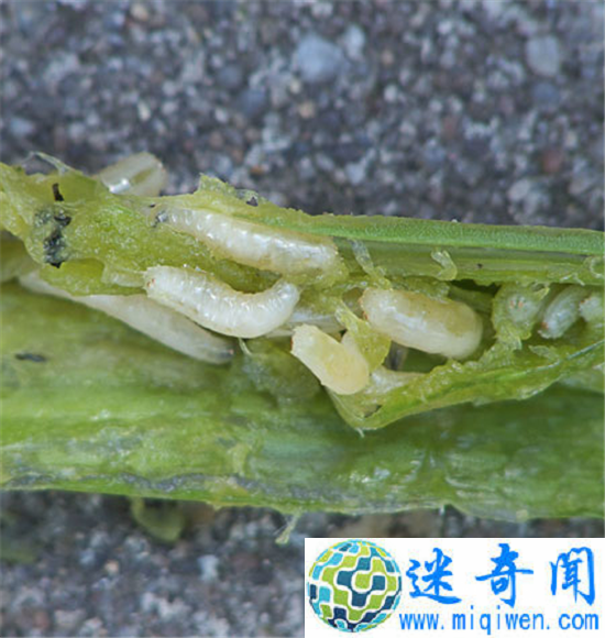 С��!��Щ���ĵĳ�������ÿ�춼�ڳ�