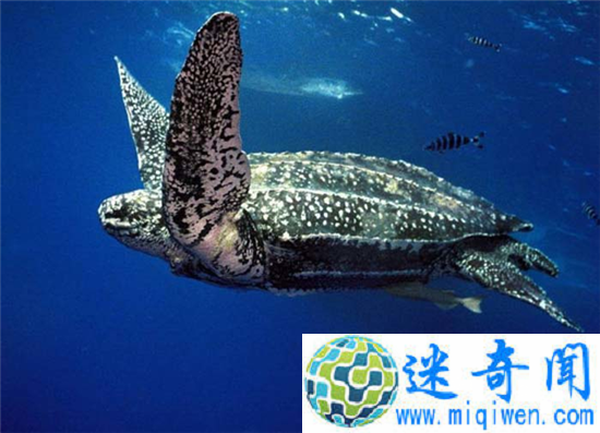 世界上最大的乌龟 它嘴里隐藏着一个巨大的阴谋!