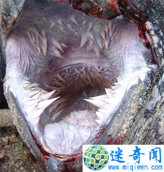 世界上最大的乌龟 它嘴里隐藏着一个巨大的阴谋!