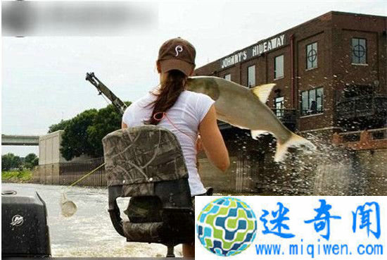 美国鲤鱼成灾 向中国寻求解决之道