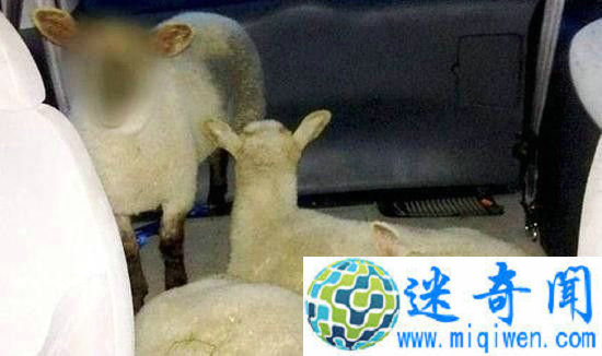 警方给未成年羊打码 称不能透露真实身份