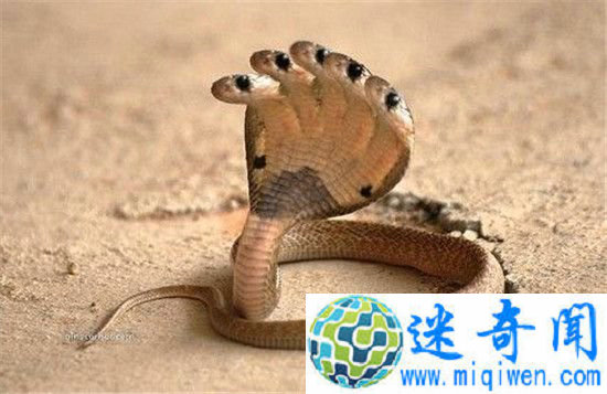 ��ֲ������ض���:����������ͷ��