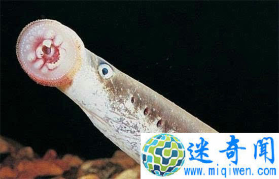 ��ŰӢ������Ѫ���������� ������ʲô����?