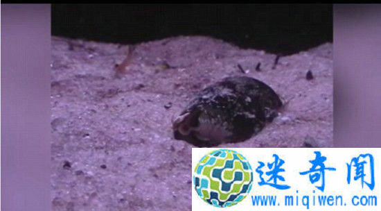 �������ɫ�������������� ���溧��