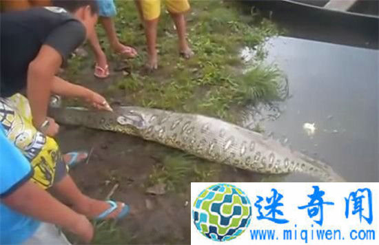 ����ץ��̱���ľ��� ���ﾹ��һֻ�����㣡