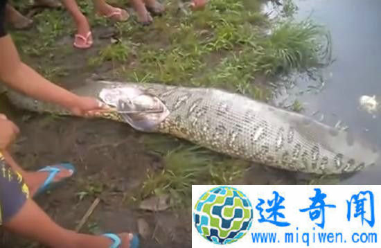 ����ץ��̱���ľ��� ���ﾹ��һֻ�����㣡