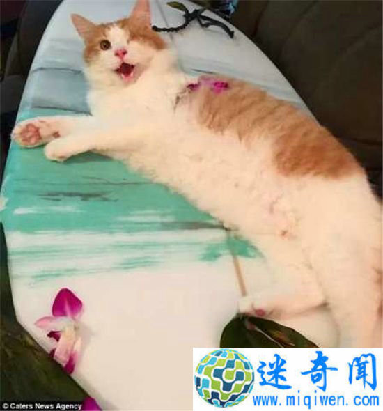 ����!������è�����˻����Լ���������