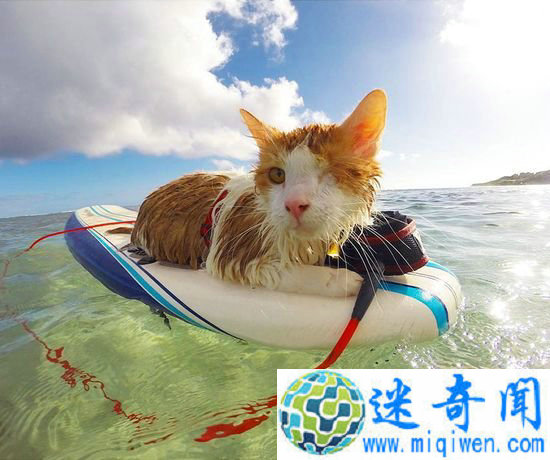 ����!������è�����˻����Լ���������