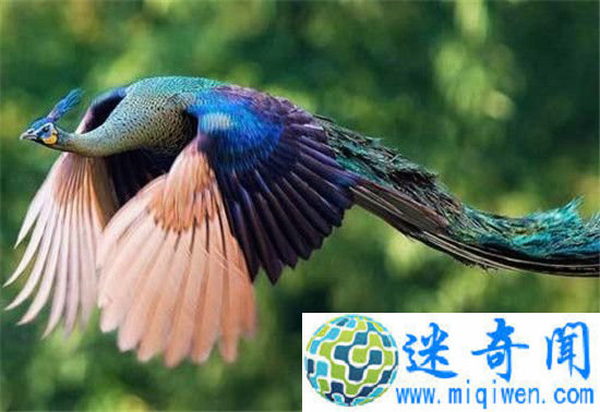 ��ȸ��ֻ������  �������������ɣ�