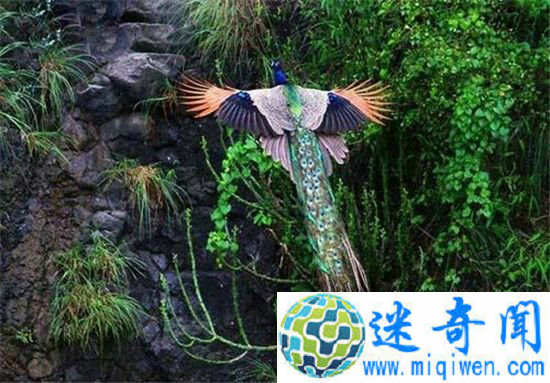 ��ȸ��ֻ������  �������������ɣ�