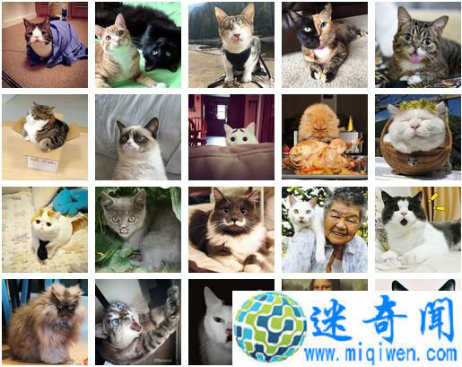 ��Щ����·�����֪��è���ү��