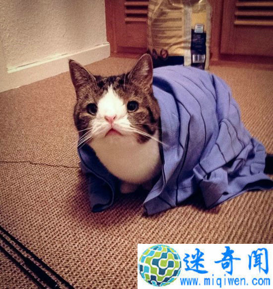 ��Щ����·�����֪��è���ү��