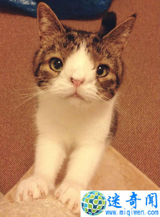 ��Щ����·�����֪��è���ү��