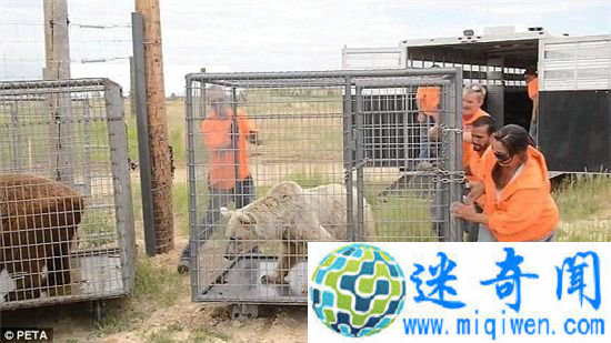 ��������Ϸ��Ű��30�� �ݵ�Ƥ����ͷ