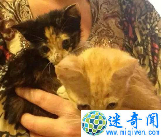 ����������ֻ����è,Ȼ��ζ�������