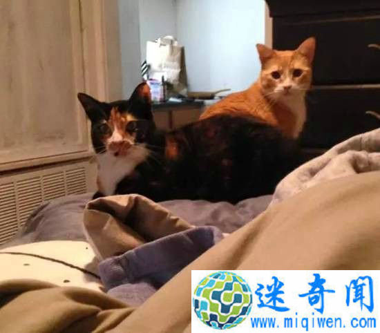 ����������ֻ����è,Ȼ��ζ�������