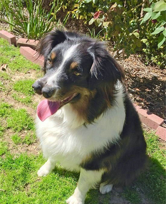 �����������������ӵ���������ȮToby