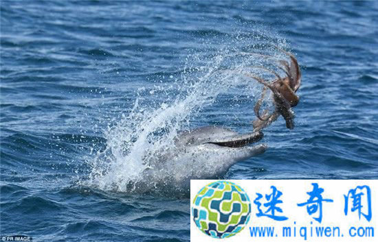 网友惊呆!实拍澳洲”海豚戏章鱼“