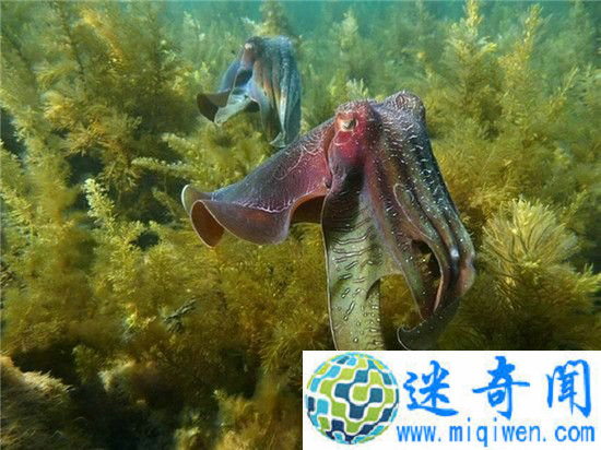 ���ǽӽ�����˲�� �����鱦����������