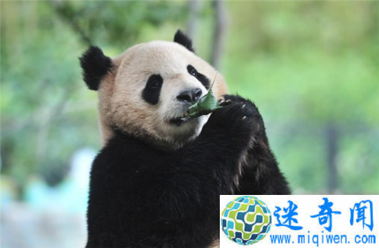 ����԰ӭ������è������ͷ