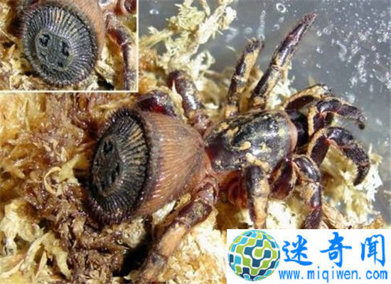 �ɶ���ӡ��֩�� �����̸��뱻����Ϸ����Ԫ�