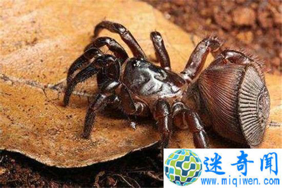 �ɶ���ӡ��֩�� �����̸��뱻����Ϸ����Ԫ�