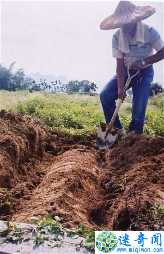 ǧĹڳֲʬ ĹڳŮʬд