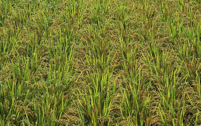 70�������콫���������� ����ë��ƽΪ�仯ױ