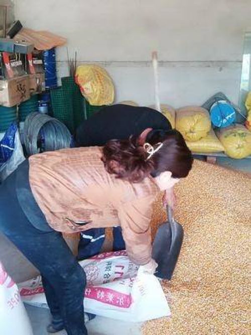 ���������ƽ�� ��������������