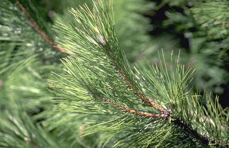 桃源人为保秘密杀人灭口 桃源人为保秘密杀人灭口