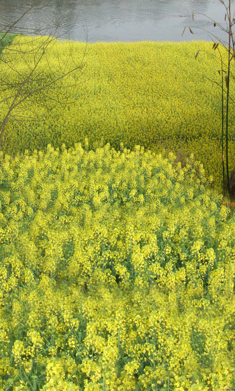 ����������ϵ�ˮ���� �������м���ˮ����